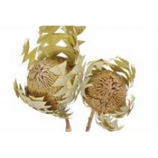 BANKSIA BAXTERII Natural 12"-18" -OUT OF STOCK